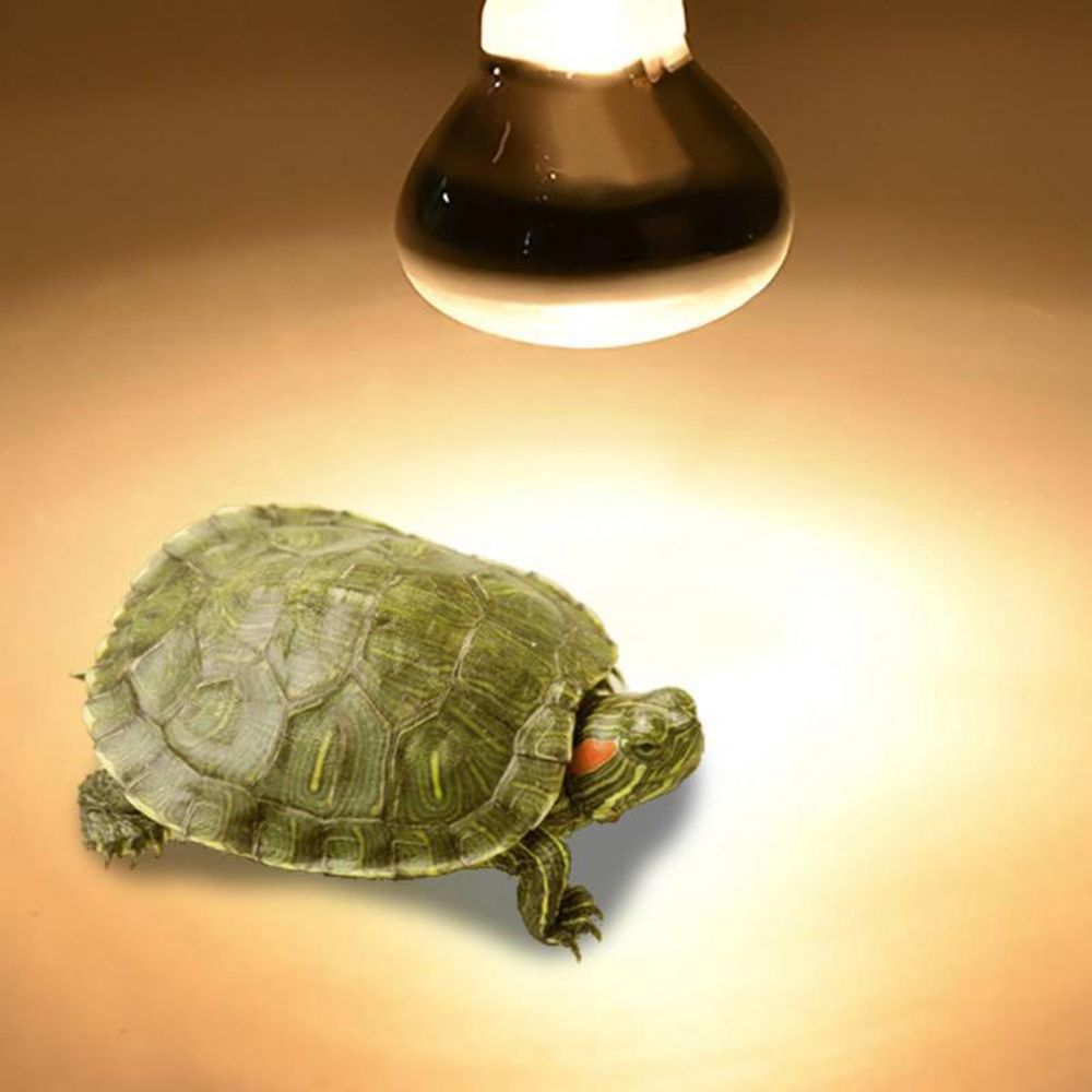 Kaplumbağa Isıtma Lambası Halo - Basking Bulb Halogen incelemesi ve fiyatı